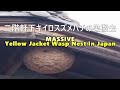 甲賀市甲南町で2階軒下キイロスズメバチの巣撤去 MASSIVE Yellow Jacket wasp nest in Japan