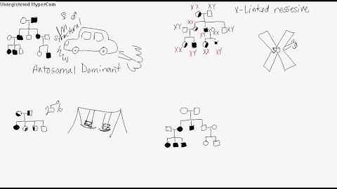 Geneticinheritance.avi