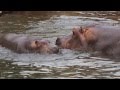 王子動物園カバの親子　ナミコと出目吉