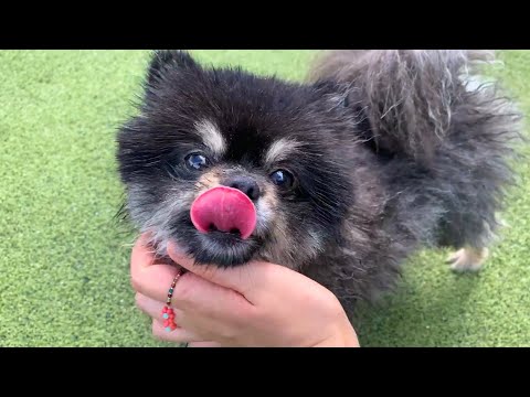 <strong>수영은</strong> 싫은데 너무 잘하는 강아지 ㅋㅋㅋ