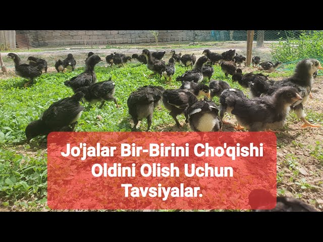 Koreya godak porno Erkak jinsiy aloqa paytida peshob qiladi