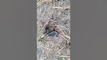 Hang Nhỏ Lươn Khủng | câu lươn đồng malaysia T131 #shorts