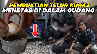 KOK BISA..?? TELUR KURA2 MENETAS DIDALAM GUDANG