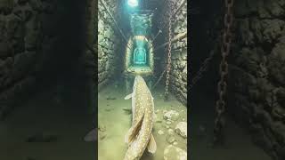🐾 Northern Pike | 📍 Paris catacomb flood channels | 🔍 Rusted shackles, bones, #fishing