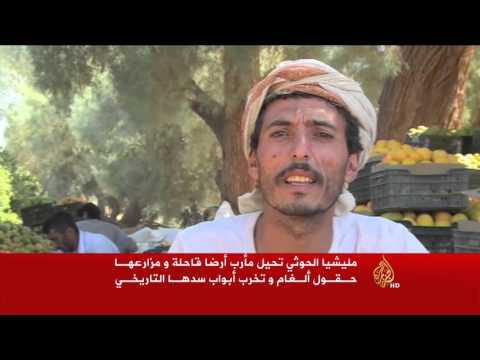 الحوثيون يتلفون المزارع بمحافظة مأرب