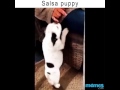 Salsa puppy with the fire moves