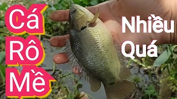 Câu Cá Rô Đồng || Trở Lại Điểm Cũ Từng Thất Thủ Quyết Tâm Phục Thù Và Cái Kết Toàn Cá Rô Mề || T259