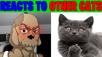 The Rock Ben reacts to other cats (the rock eyebrow raise)