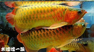 1150521 水噹噹一族