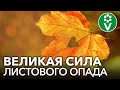 НЕ СЖИГАЙТЕ ОПАВШИЕ ЛИСТЬЯ! Применяйте их с пользой в саду и огороде