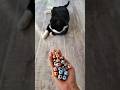 Cat ASMR 🤍⚽ Oddly Satisfying Reverse Video #oddlysatisfying