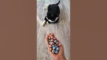 Cat ASMR 🤍⚽ Oddly Satisfying Reverse Video #oddlysatisfying