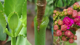 How to graft Kalanchoe on Bryophyllum Pinnatum Plant