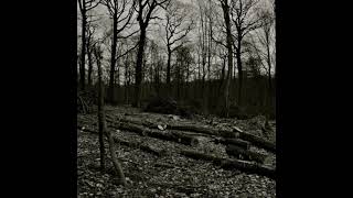 Rêverie Dans La Forêt