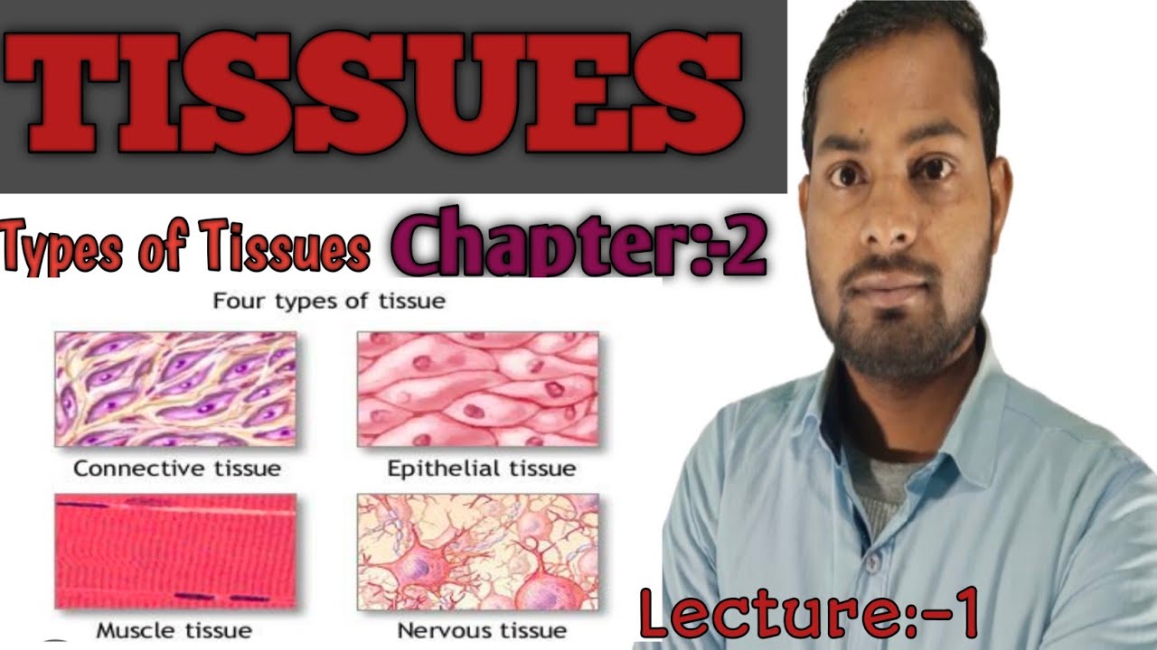 Chapter 2 Tissue and functions of Tissues and Types of Tissue 
