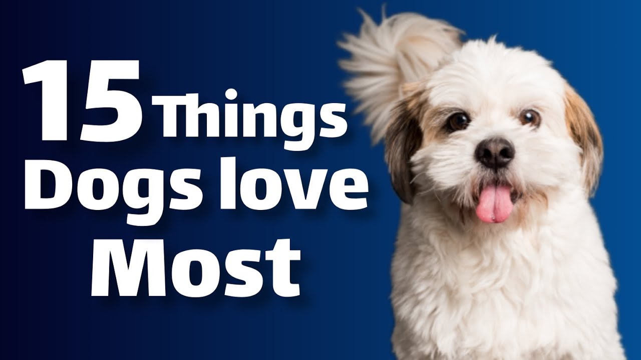 15 Things Dogs Love the Most - Feruo