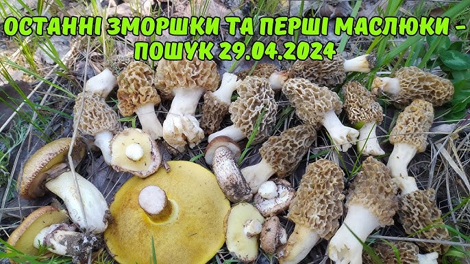 Ichki kiyimdagi gozal etuk ayollar ishtirokidagi porno