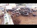 Buffalo dairy farm || biggest dairy farm of Karachi Pakistan