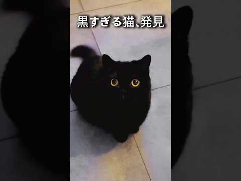 黒すぎて見えない…この猫、何者? #ボンベイ猫 #黒猫