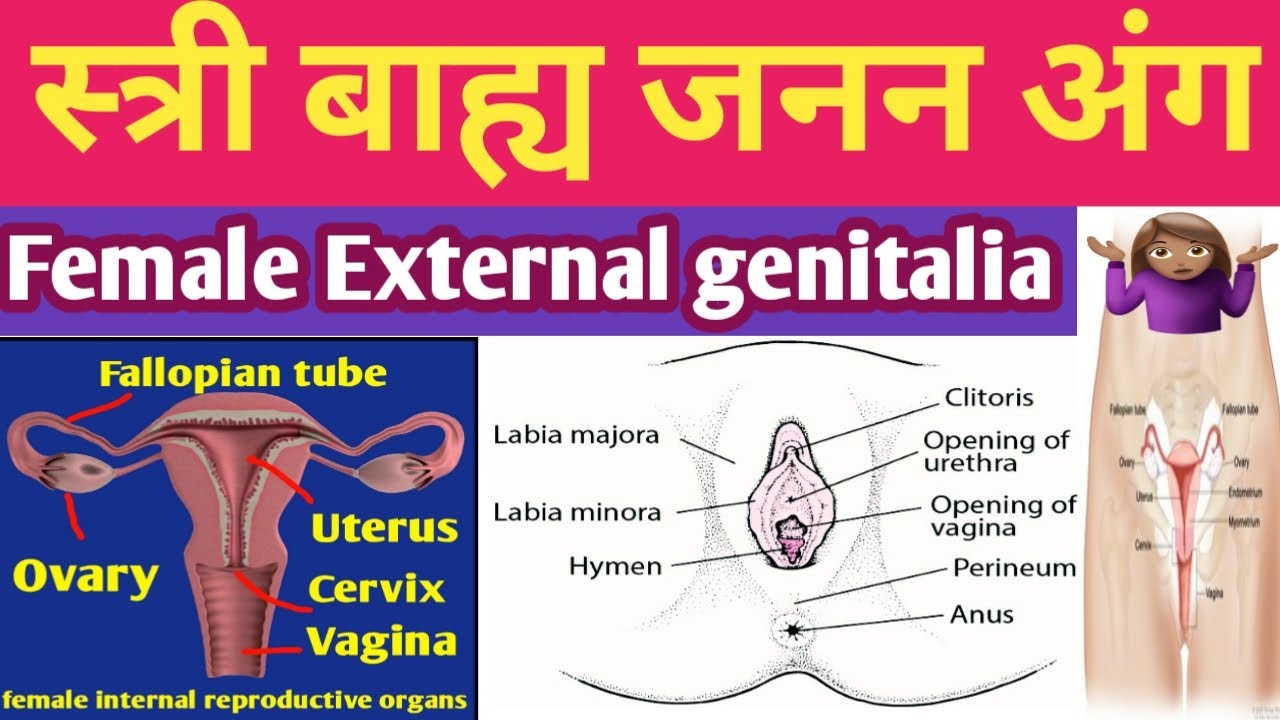 Labia Clit