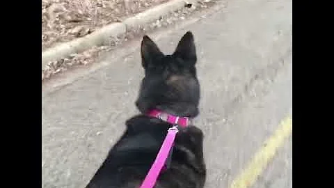 Walkies with the Geese