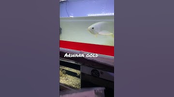 Arwana gold