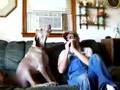 Blues Dog