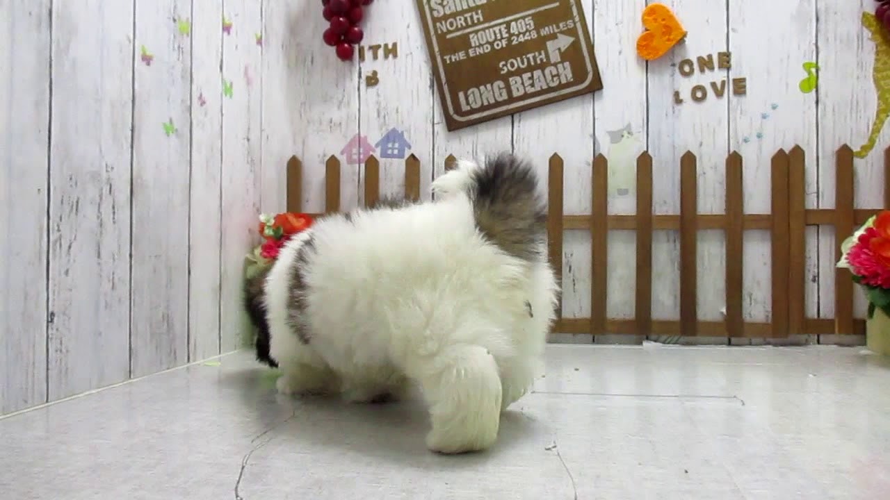 ワンラブ　ペットショップ　名古屋市　139727