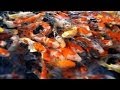 Fish Selection | Choosing Young Koi Fish for Your Pond - Part 1