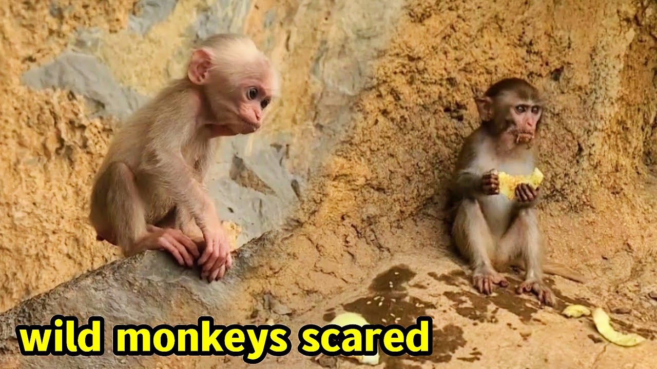 Бедная маленькая обезьянка скучает по своей матери. Дикая обезьяна испугалась девочки