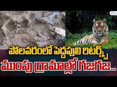 High Tension At Polavaram | Tiger Hulchal | పోలవరంలో పెద్దపులి రిటర్న్స్ ముంపు గ్రామాల్లో గజగజ..