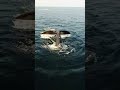 North Atlantic right whales are the "right" whales to save!