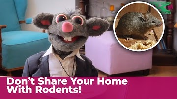 Rodents don