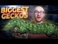 The biggest pet geckos you never knew made great pets