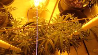 vertical scrog day 10