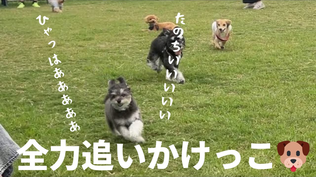 【可愛すぎる】ポメプーのおじ、豊洲ドッグランで全力追いかけっこ対決