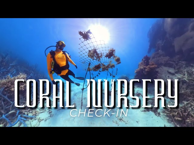 Coral Nursery check-in | Wavelength Reef Cruises 