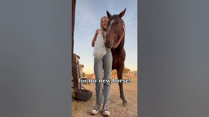 shopping for my new horse! #horses #western #shoppinghaul #shopping