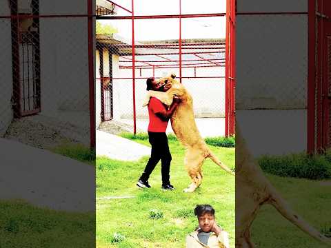 #love #lion #doglover