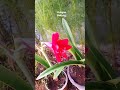 Bunga Bakung hanya muncul 1 tahun sekali#Video#Shorts#