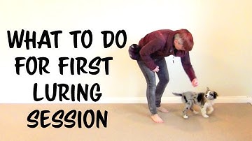 What to do in FIRST training session of LURING a PUPPY! - Puppy Training by Kikopup
