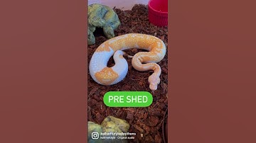 PRE SHED VS POST SHED #ballpython #reptiles #snake #snakes #pets #animals #fyp #viral #shorts