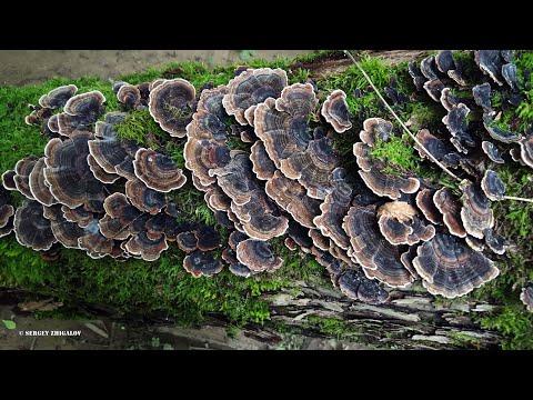 Трутовик разноцветный Траметес разноцветный Trametes versicolor Применение в народной медицине.