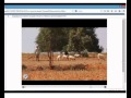 e-Content Usage Manual (Flash Player Plugin)