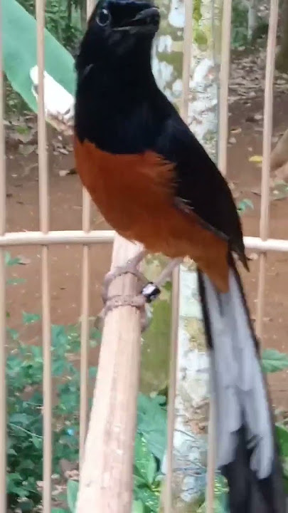 Suara lantang burung murai batu sang juara