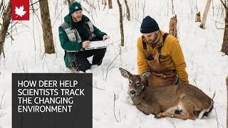 How Deer Are Helping Scientists Track The Changing Environment