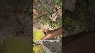Mengumpulkan buah sukun yang berjatuhan di tanah #buahsukun #petani #youtubeshorts