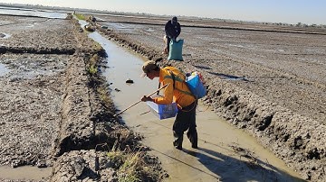 nước giật xiệt ếch hang bắt ngờ trúng ếch đồng quá hay 