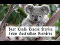 Best Koala Rescue Stories from Australian Bushfires