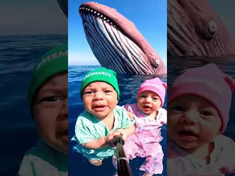 دير لايك واشتراك راح ياكلهم الحوت